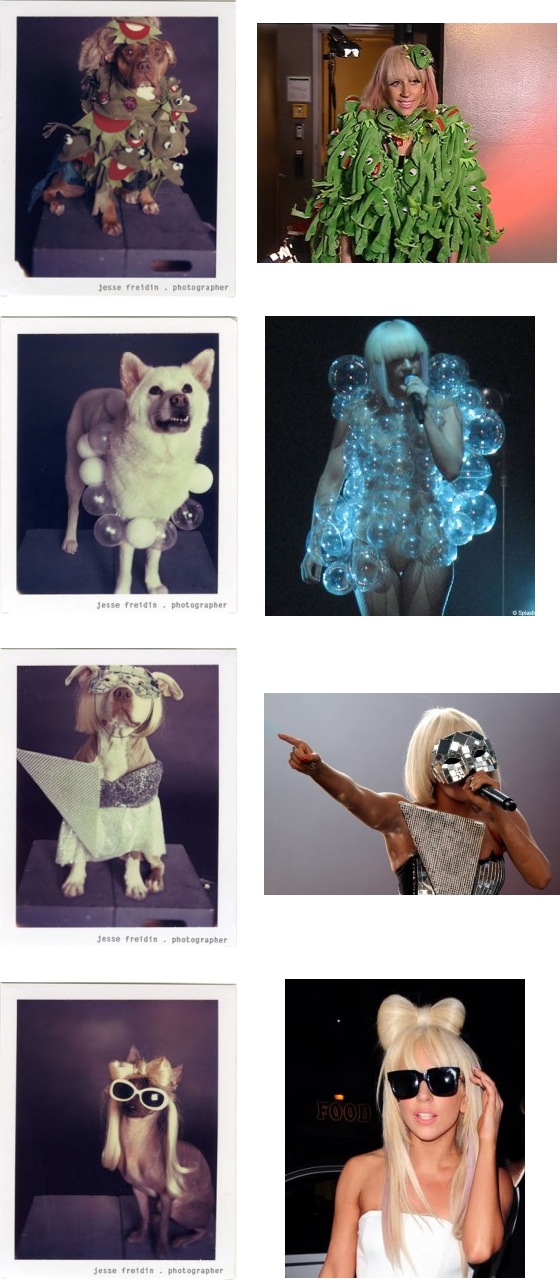Doggie Gaga Montage!
